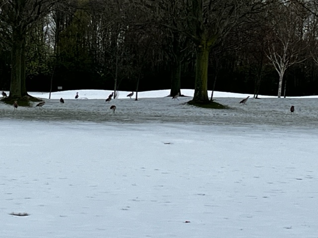 Op 1 april genoten uitsluitend birdies van de ondergesneeuwde golfbaan